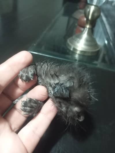black person cat for sale