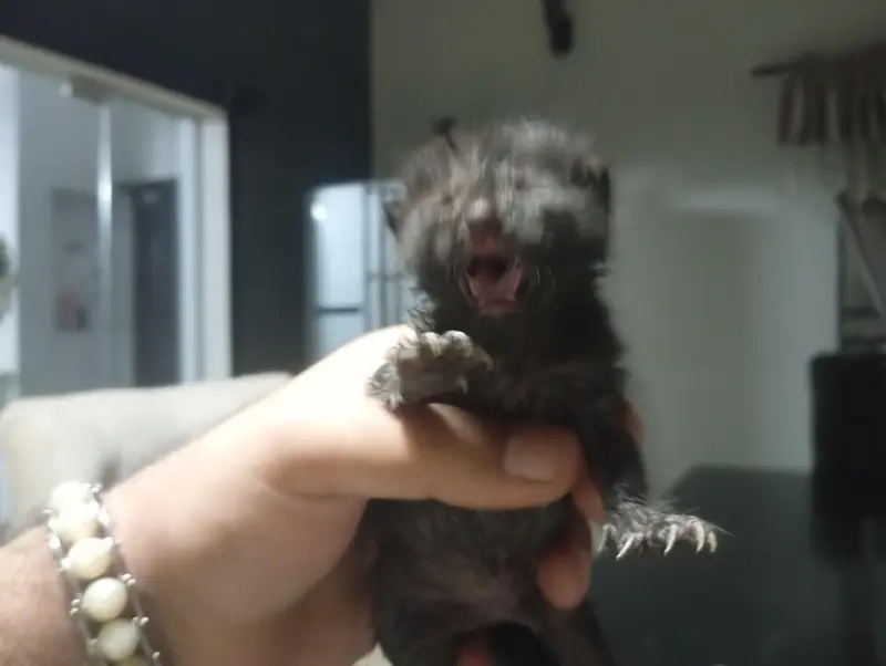 black person cat for sale — photo 3