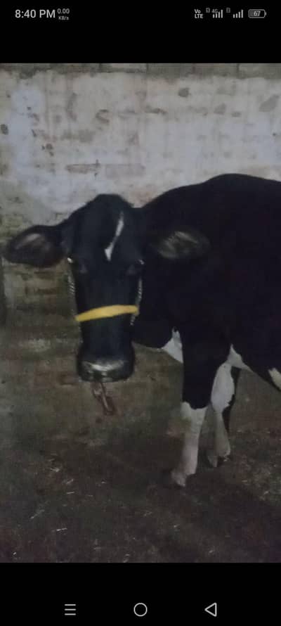 Cow baca mar GIA hi . August me sui thi