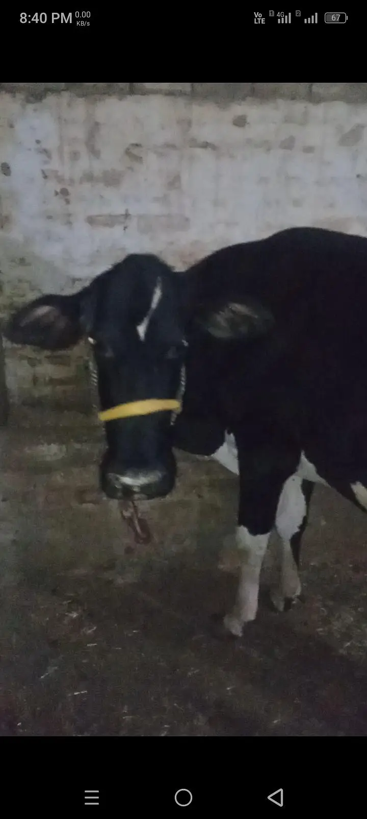 Cow baca mar GIA hi . August me sui thi