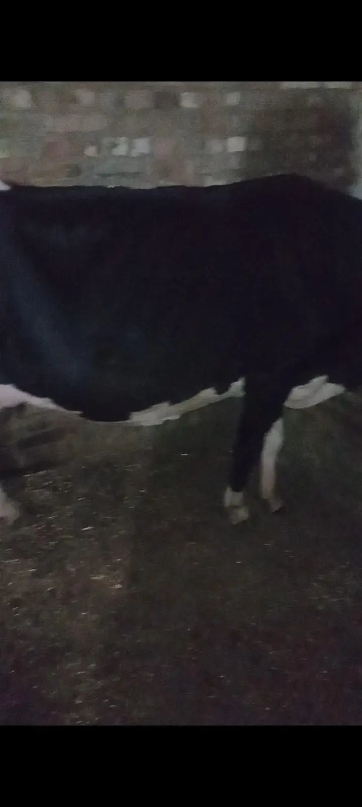 Cow baca mar GIA hi . August me sui thi — photo 2