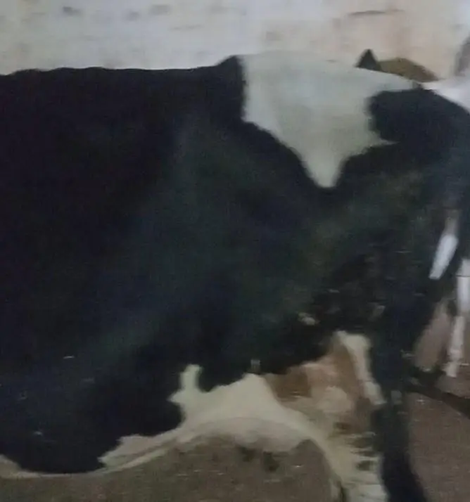 Cow baca mar GIA hi . August me sui thi — photo 3