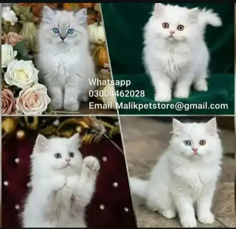 Persian Kittens | Persian Cat | Punch Face Persian | Triple Coated