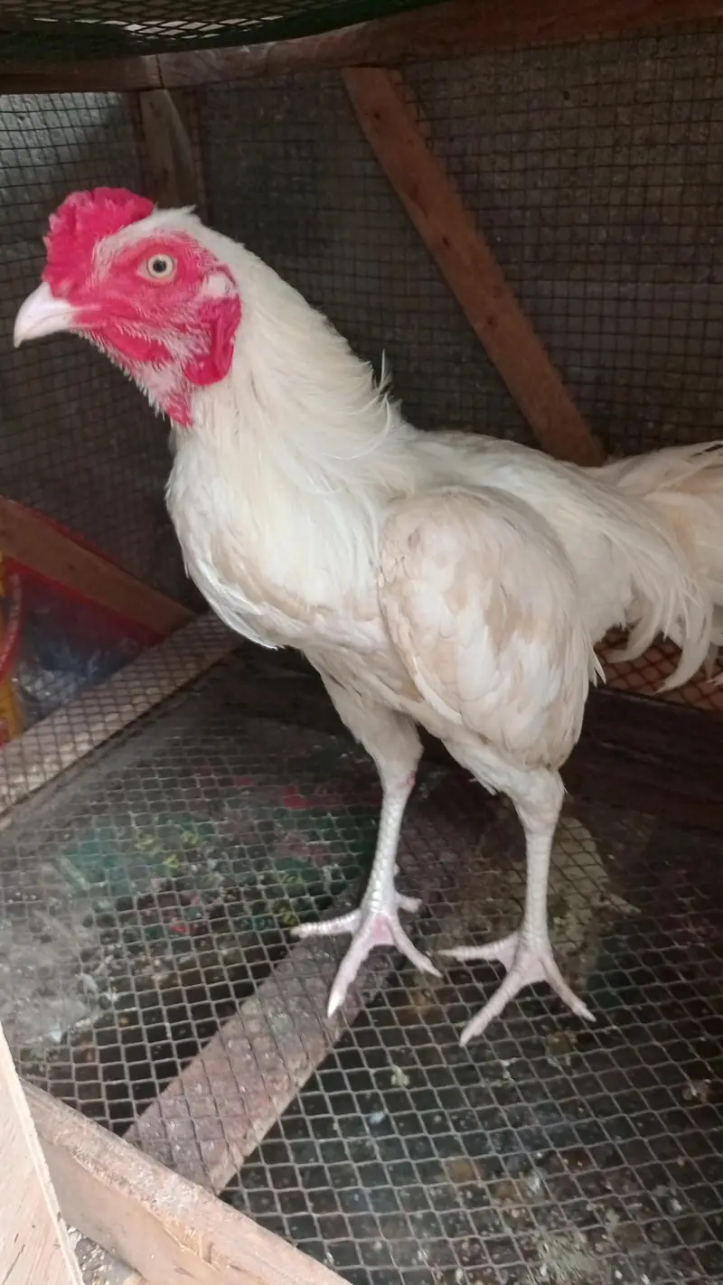 Aseel Heera white paper — photo 2
