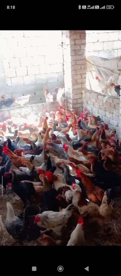 Golden Misri hens