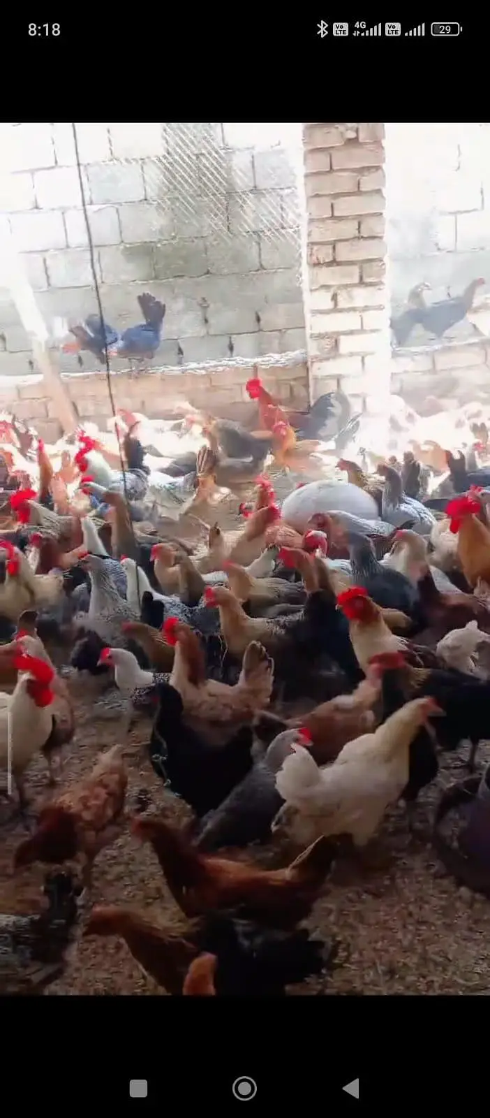 Golden Misri hens — photo 2