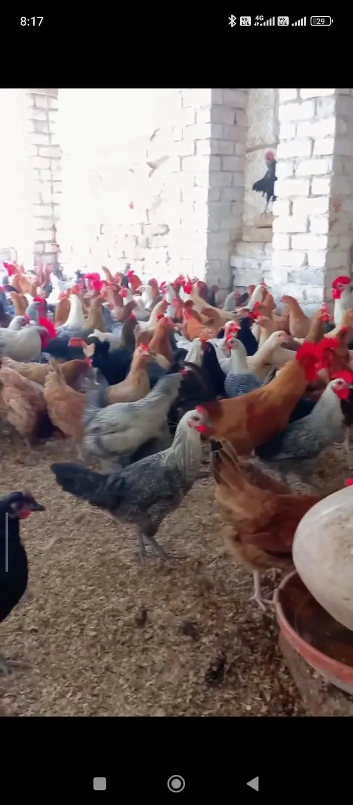 Golden Misri hens — photo 3