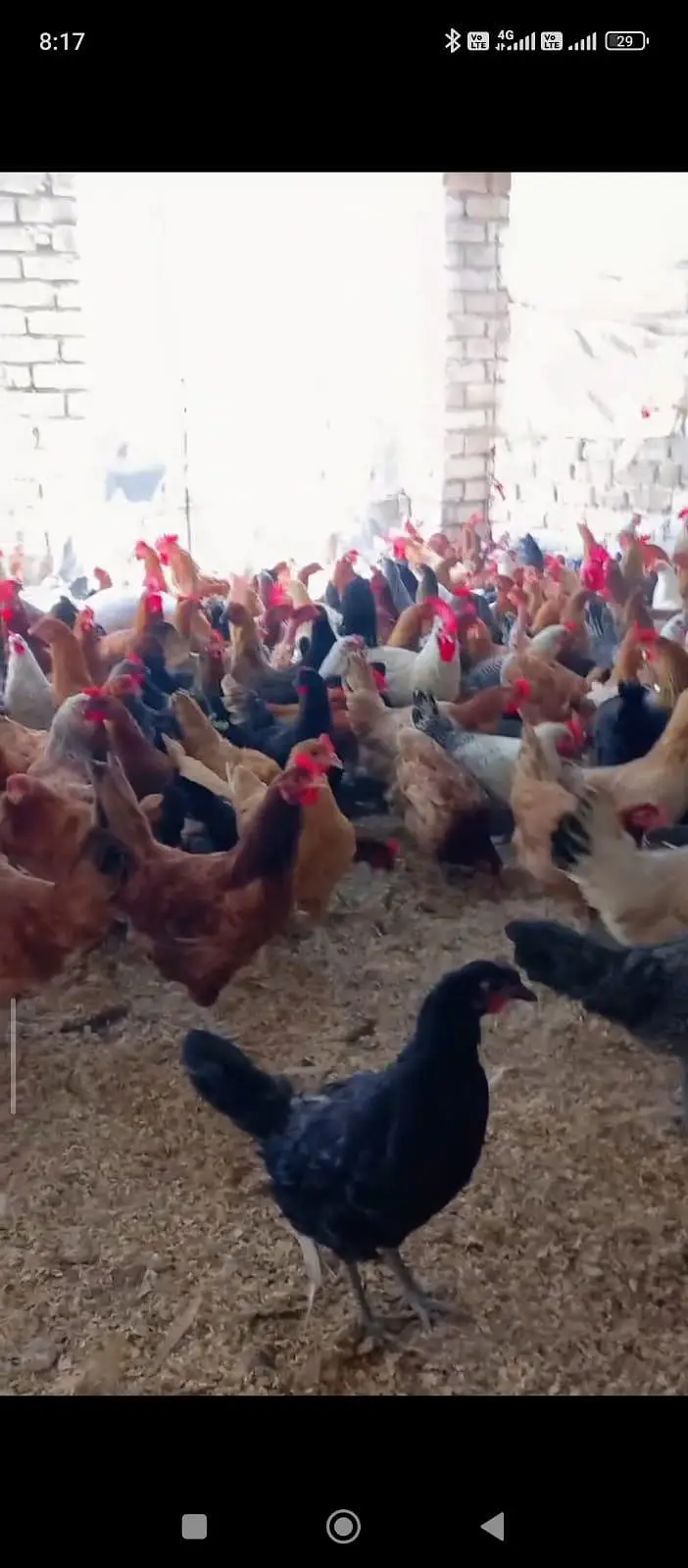 Golden Misri hens — photo 4