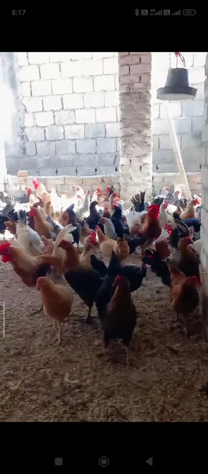Golden Misri hens — photo 5