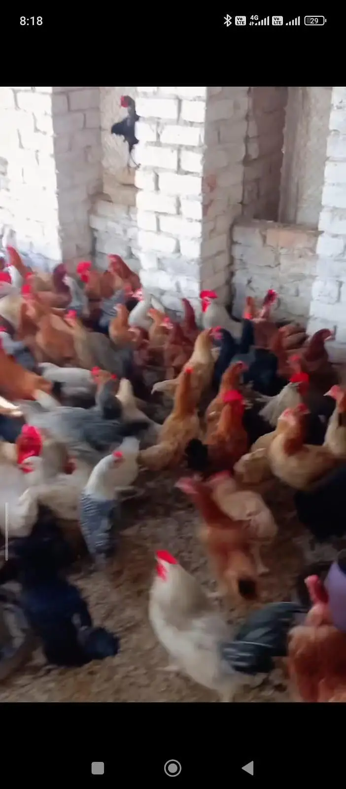 Golden Misri hens — photo 6