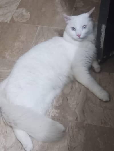 Male cat for sale