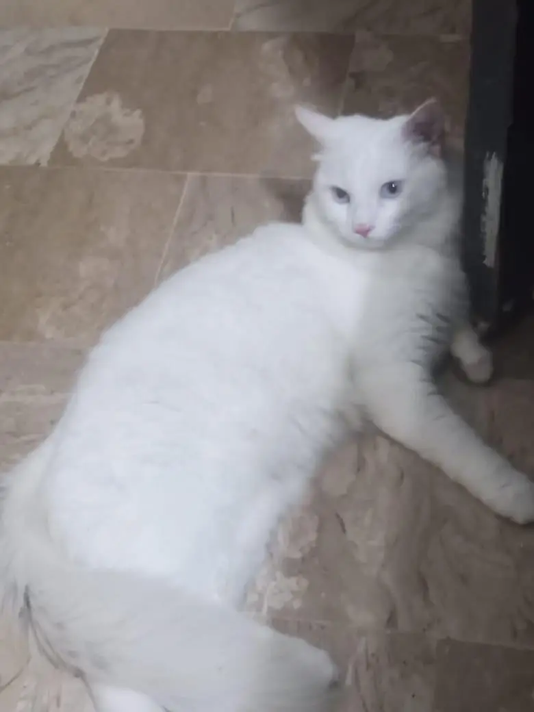 Male cat for sale — photo 2