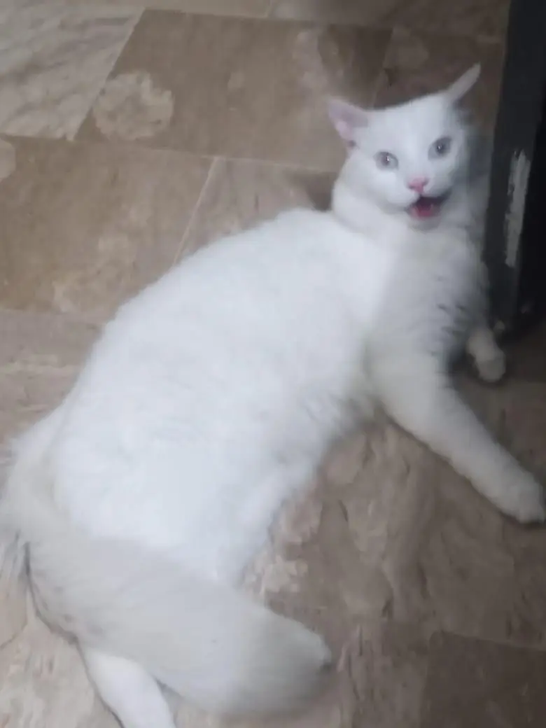 Male cat for sale — photo 3