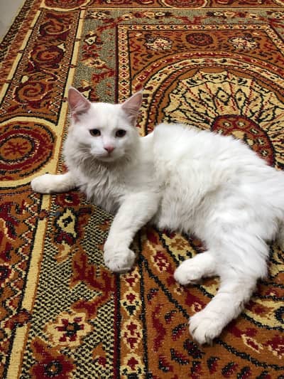 Persian Kitten