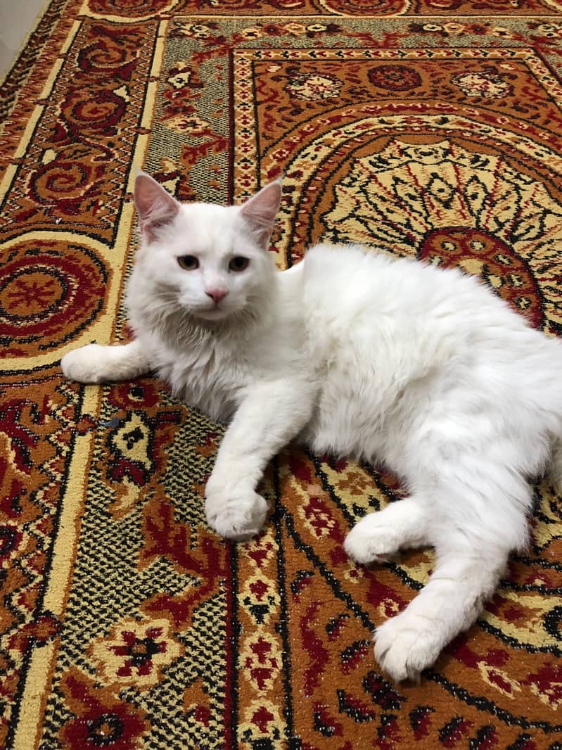 Persian Kitten 0