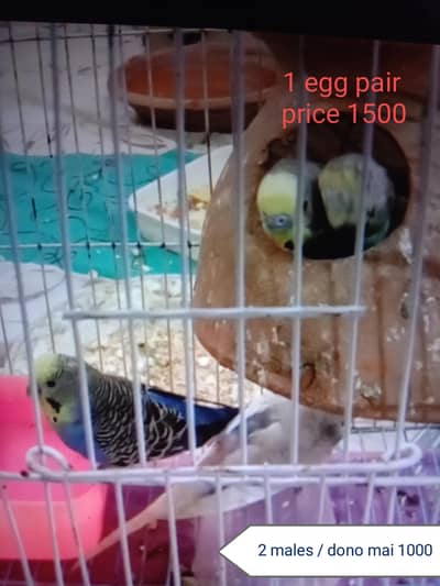 budgie 1 egg pair