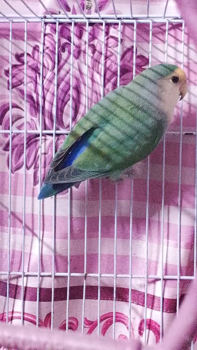 mix bird for sale