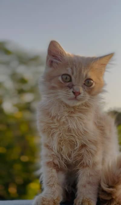 Persian male kitten 2 month