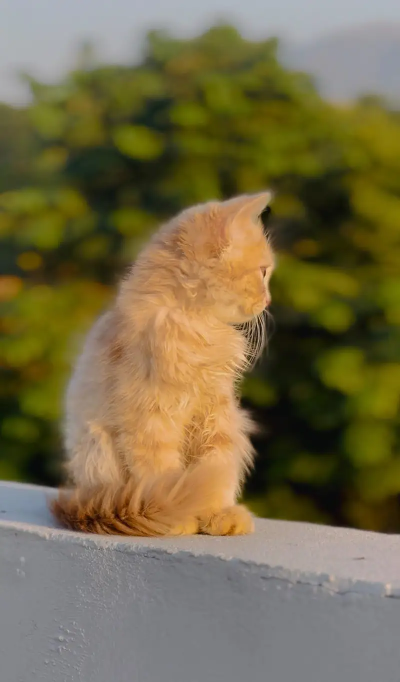 Persian male kitten 2 month — photo 6