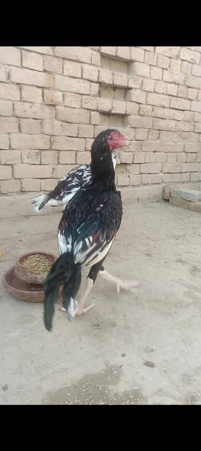Aseel patha sirf Lena wale rabta kre
