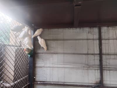 love birds for sale 1300 per piece