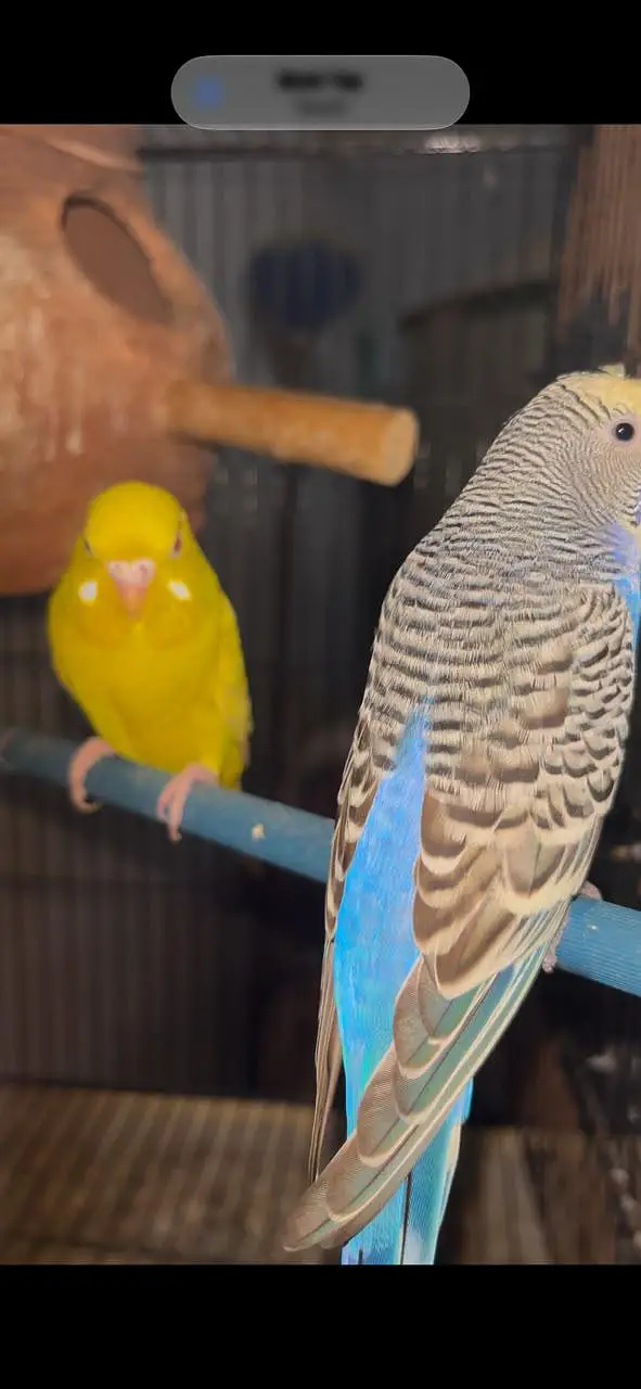 crust budgie awr Red eyes budgie — photo 2