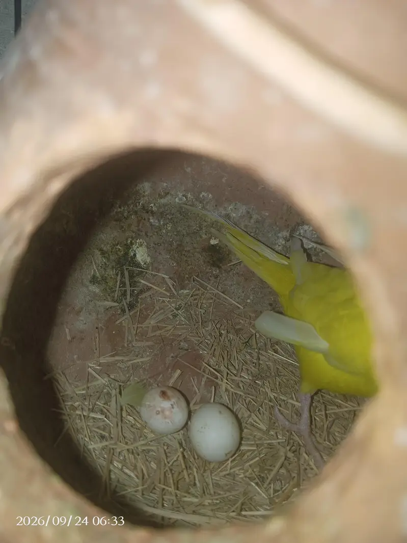 crust budgie awr Red eyes budgie — photo 4