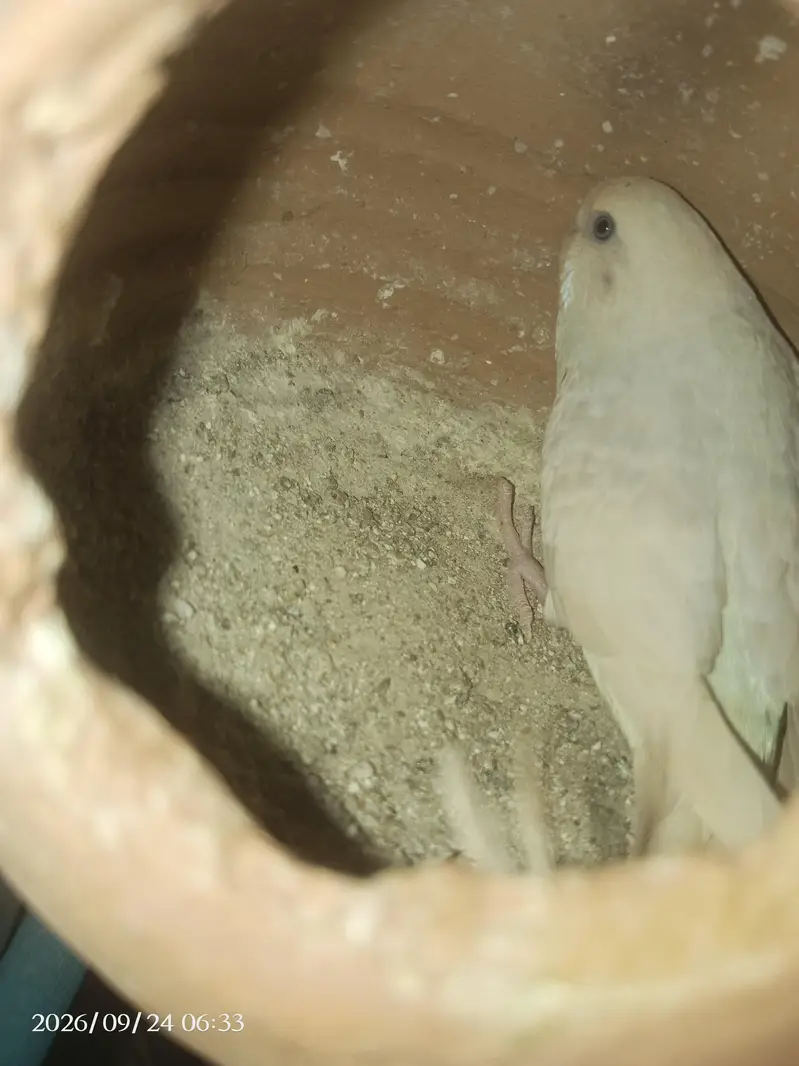 crust budgie awr Red eyes budgie — photo 5