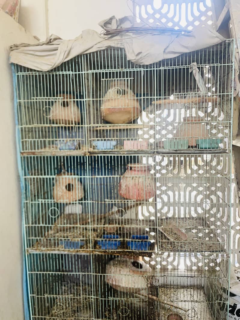 12 portion cage 0