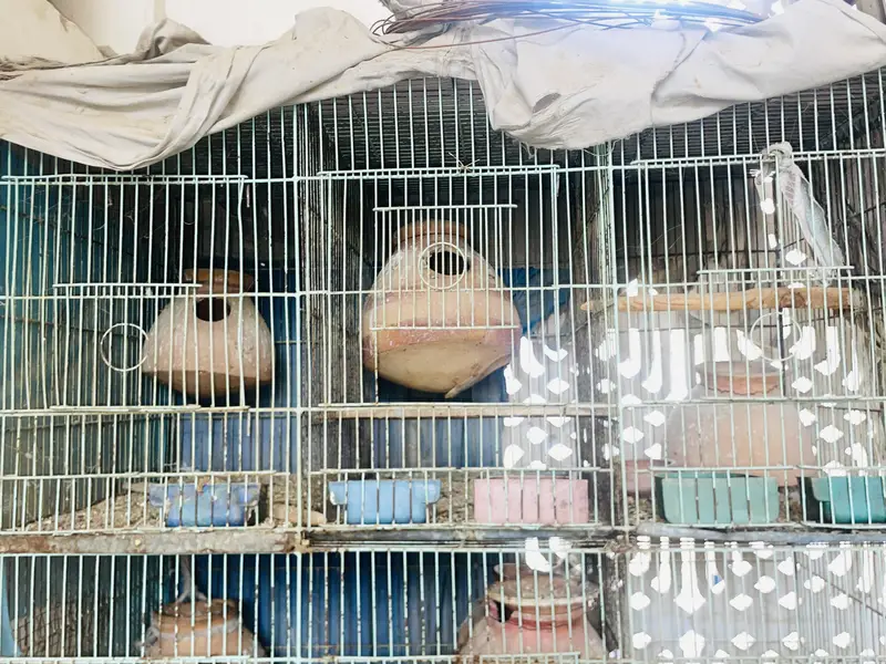 12 portion cage — photo 2