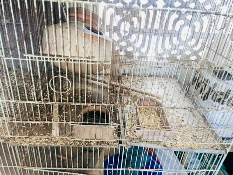 12 portion cage 2