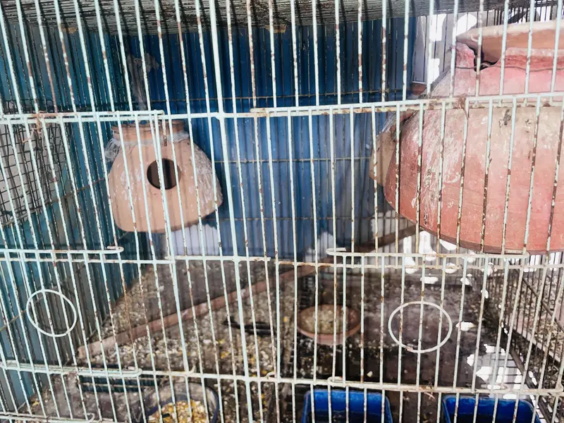 12 portion cage — photo 4