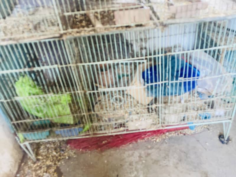 12 portion cage 5