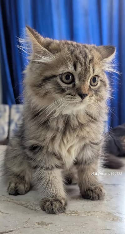 Cat For Sale