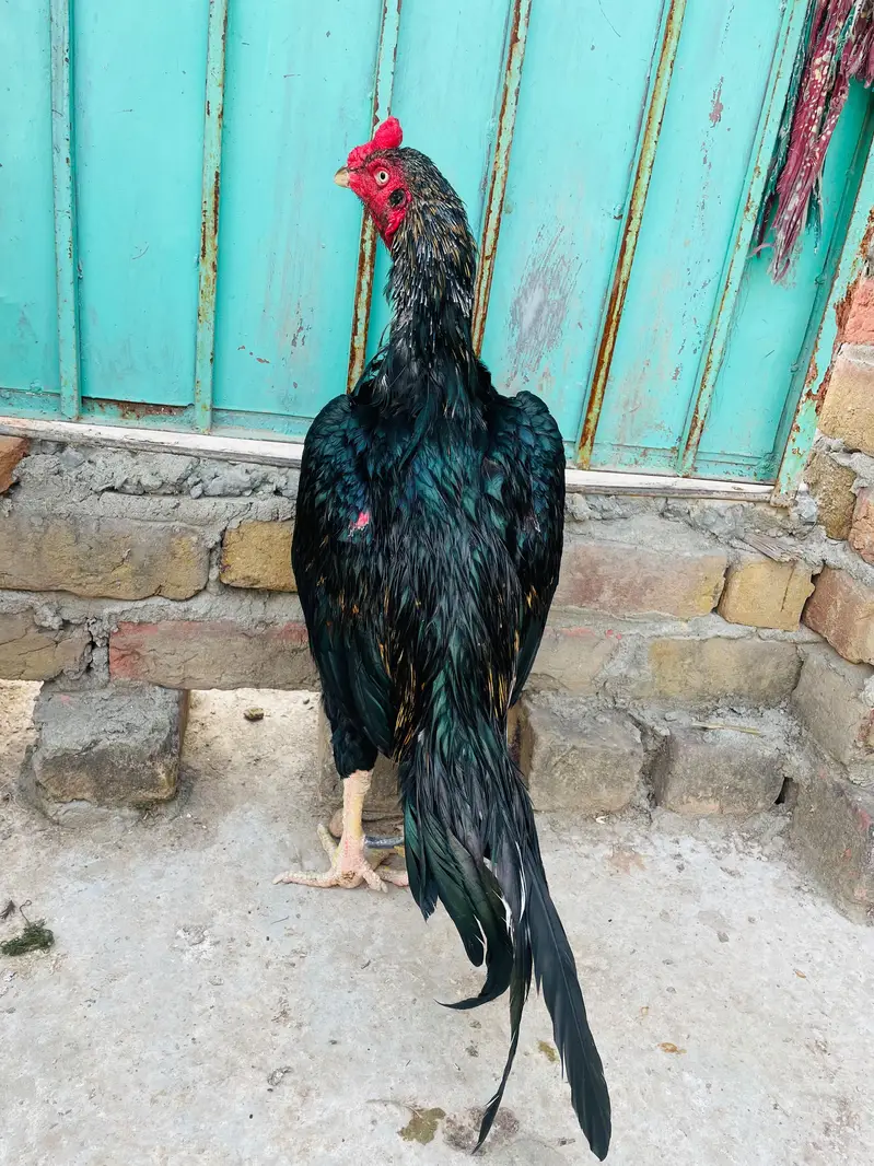 Quality Aseel 06 birds — photo 2