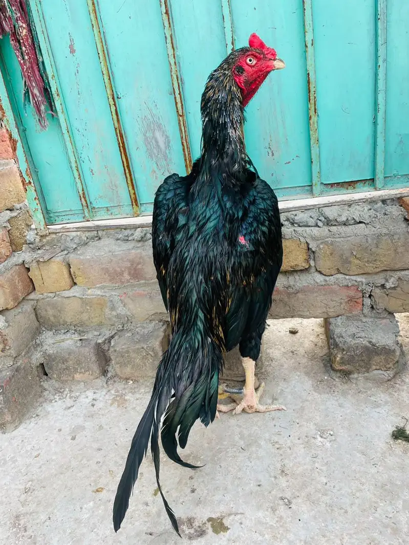 Quality Aseel 06 birds — photo 3