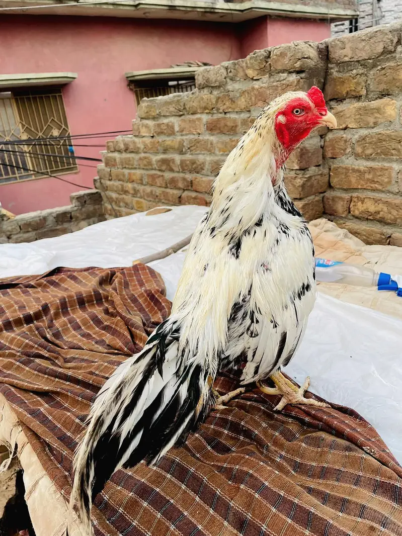 Quality Aseel 06 birds — photo 4