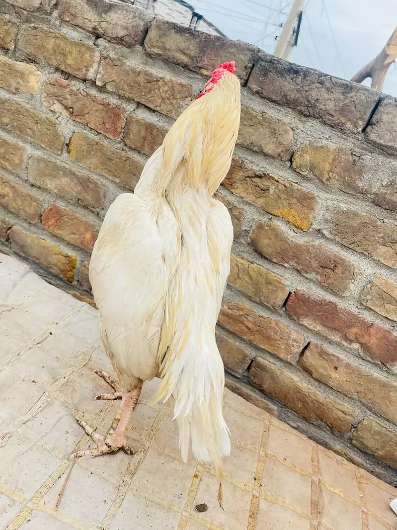 Quality Aseel 06 birds — photo 6