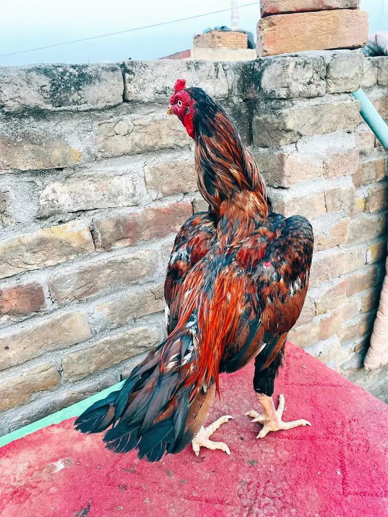 Quality Aseel 06 birds — photo 7