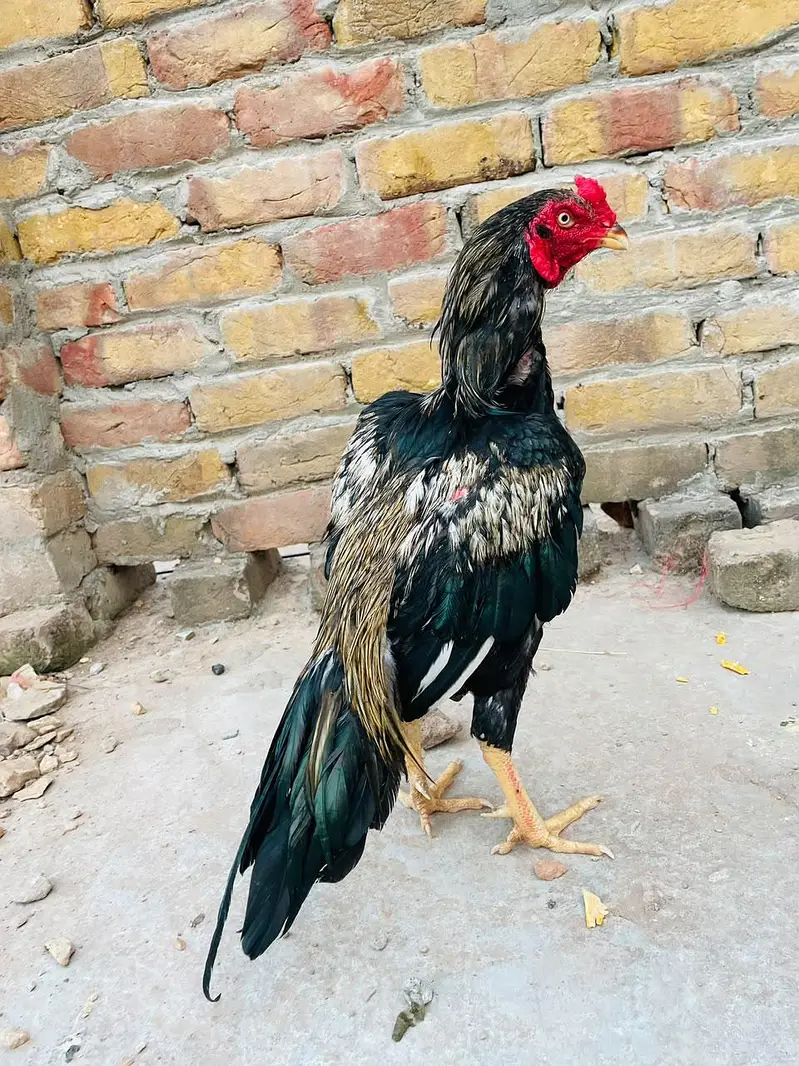 Quality Aseel 06 birds — photo 8