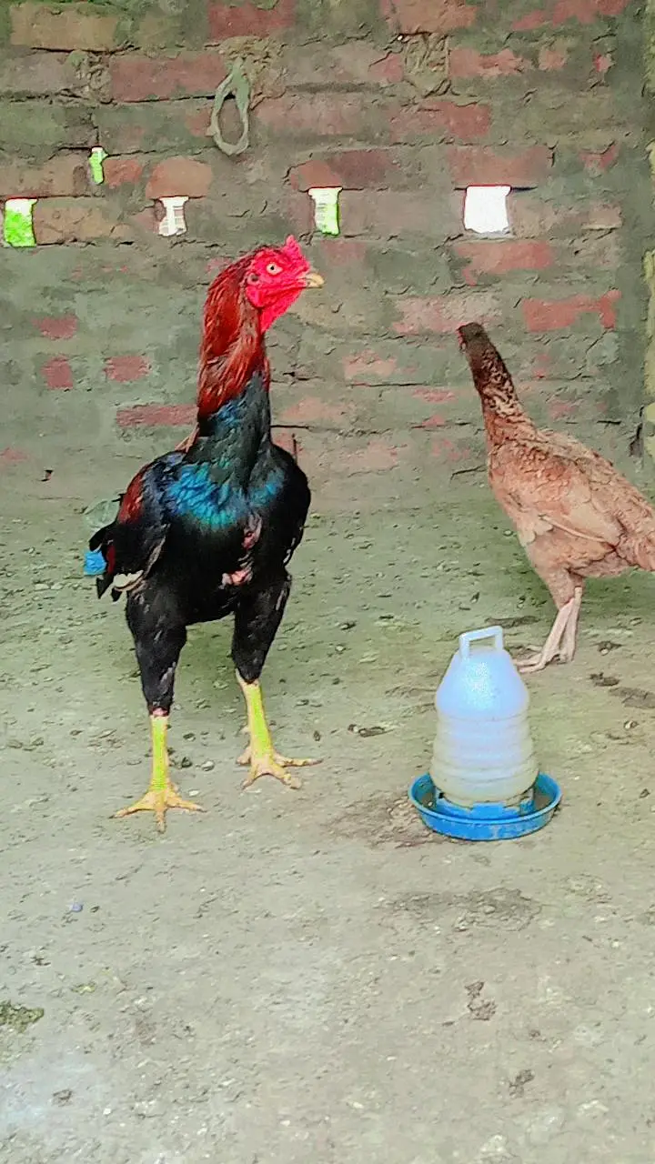 Aseel Lakha Murga — photo 2