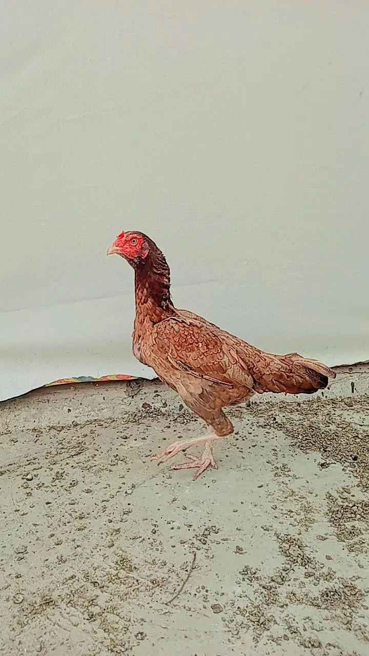 Aseel Lakha Murga — photo 10