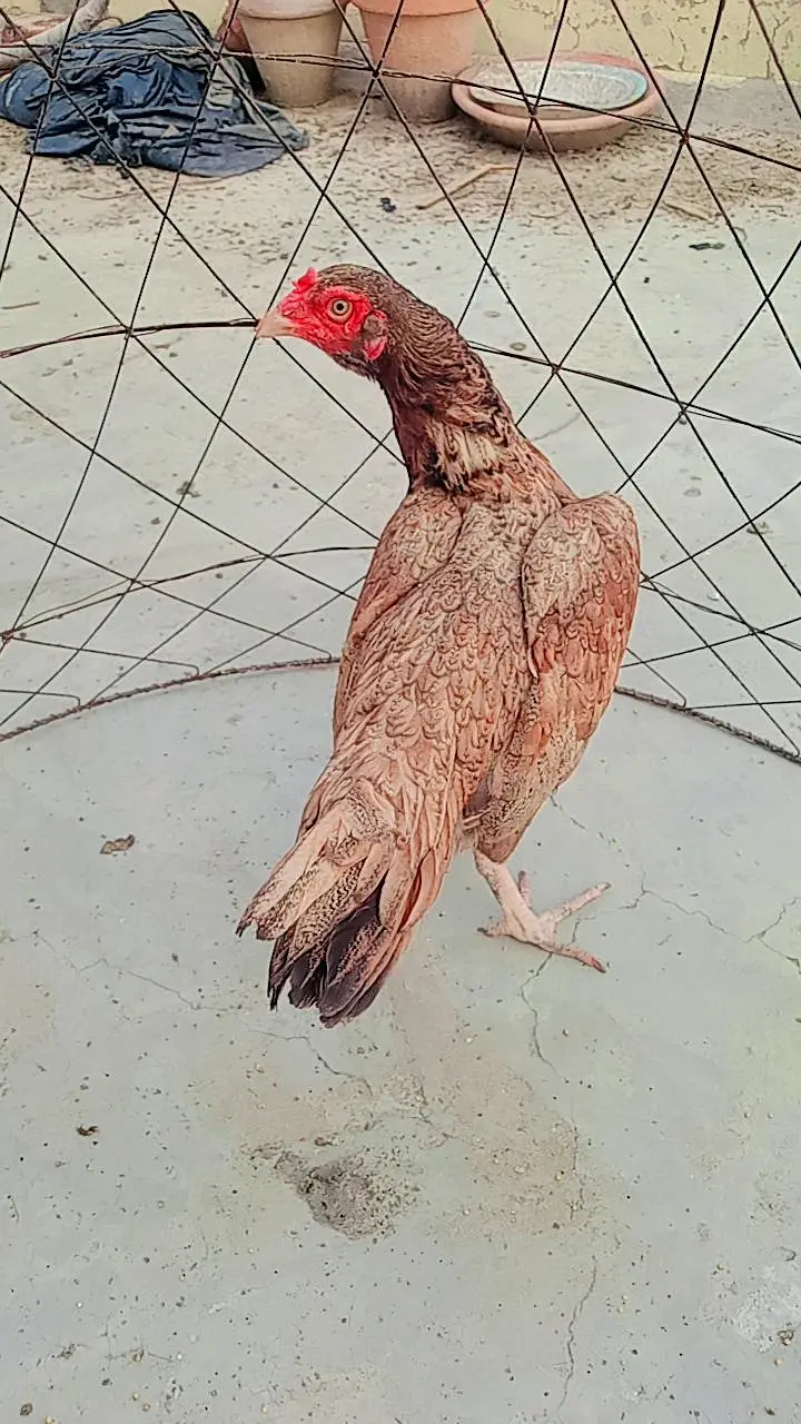Aseel Lakha Murga — photo 11