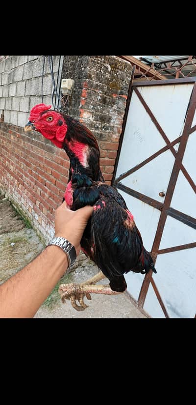 pakoye x pako bloodline exchange available ha