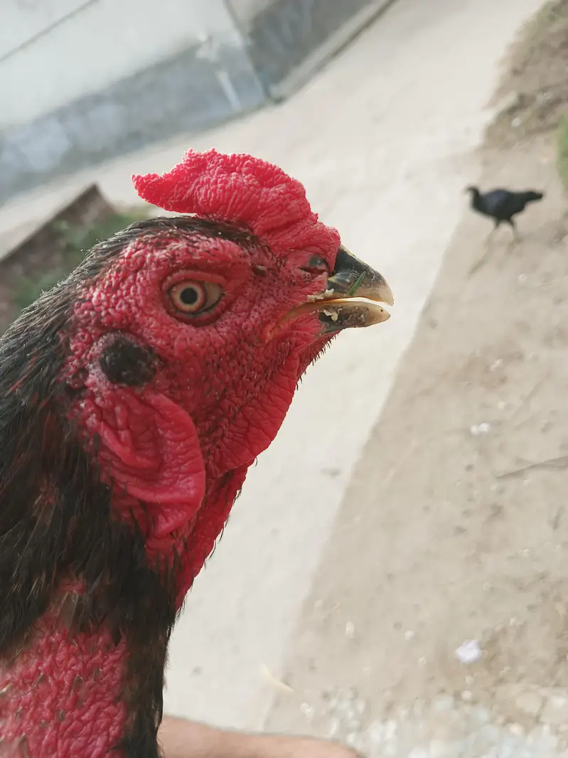 pakoye x pako bloodline exchange available ha — photo 3