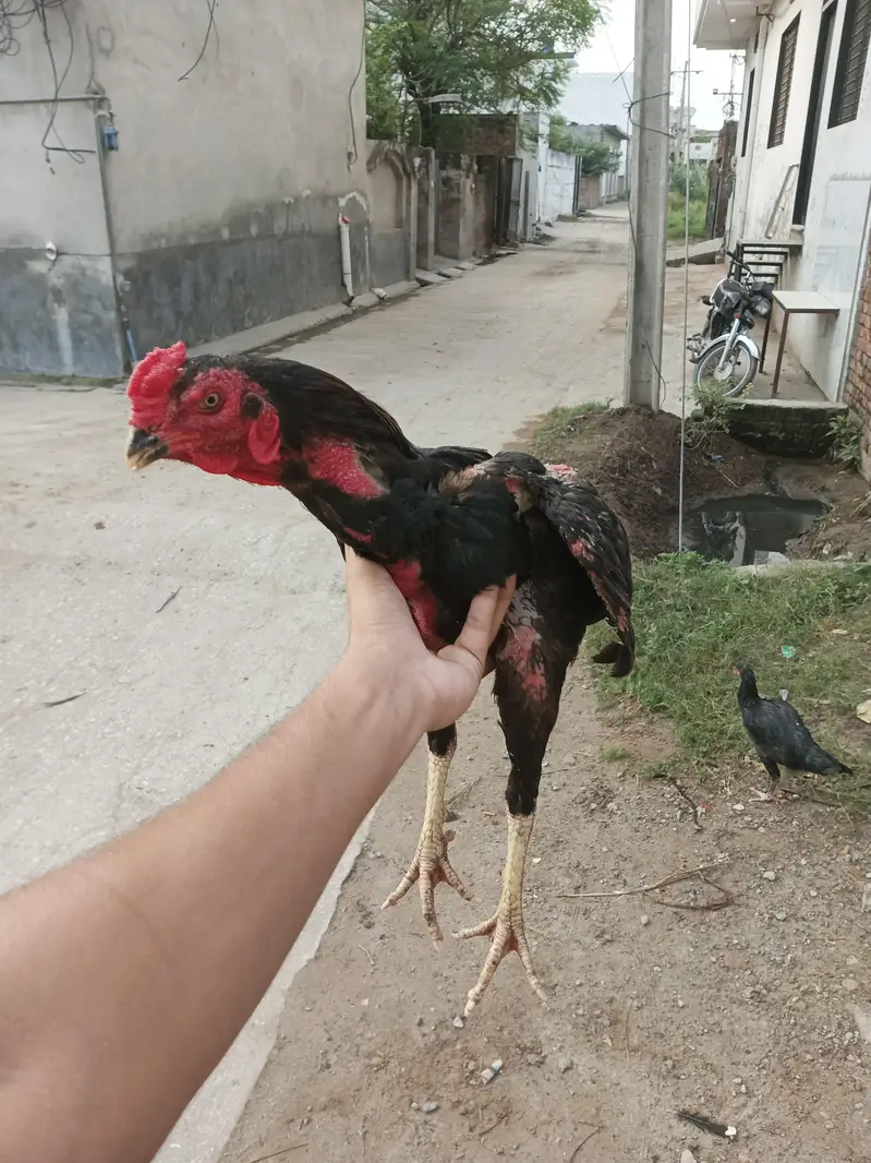 pakoye x pako bloodline exchange available ha — photo 4