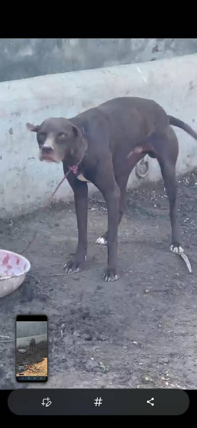 painter dog