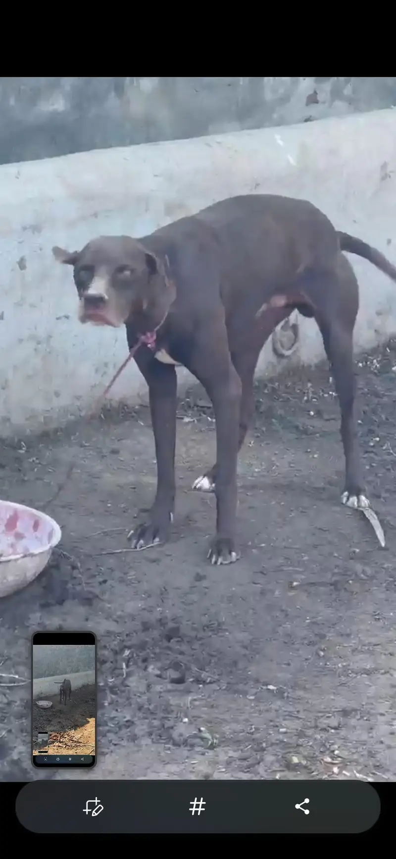 painter dog