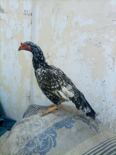 hi quality saliti phulya female