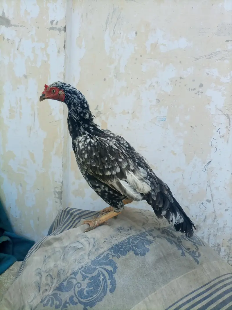 hi quality saliti phulya female — photo 2
